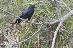 American Crow, Corvus brachyrhynchos