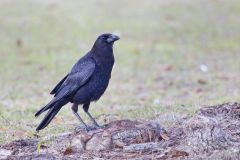 American Crow, Corvus brachyrhynchos