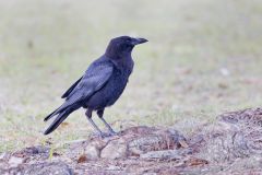 American Crow, Corvus brachyrhynchos