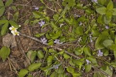 American Dog Violet, Viola labradorica