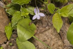 American Dog Violet, Viola labradorica