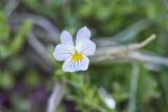 American Field Pansy, Viola bicolor