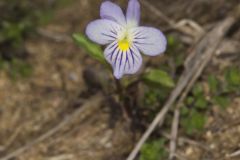 American Field Pansy, Viola bicolor