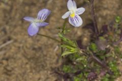 American Field Pansy, Viola bicolor