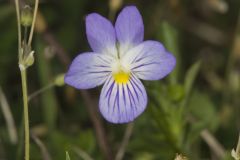 American Field Pansy, Viola bicolor