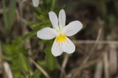 American Field Pansy, Viola bicolor