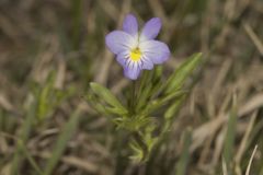 American Field Pansy, Viola bicolor