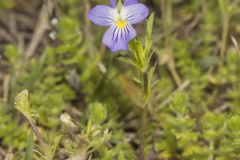 American Field Pansy, Viola bicolor