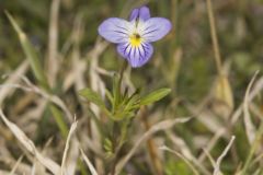 American Field Pansy, Viola bicolor