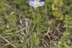 American Field Pansy, Viola bicolor