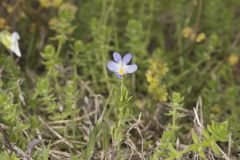 American Field Pansy, Viola bicolor