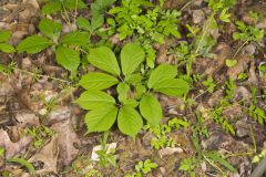 American Ginseng, Panax quinquefolius