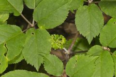 American Ginseng, Panax quinquefolius