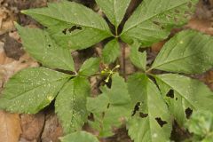 American Ginseng, Panax quinquefolius