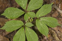 American Ginseng, Panax quinquefolius