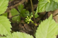 American Ginseng, Panax quinquefolius