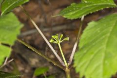 American Ginseng, Panax quinquefolius