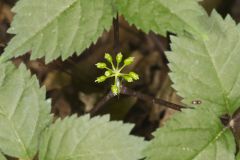 American Ginseng, Panax quinquefolius