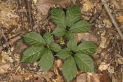 American Ginseng, Panax quinquefolius