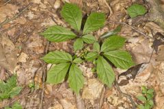 American Ginseng, Panax quinquefolius