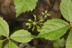 American Ginseng, Panax quinquefolius