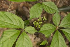 American Ginseng, Panax quinquefolius