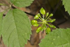 American Ginseng, Panax quinquefolius