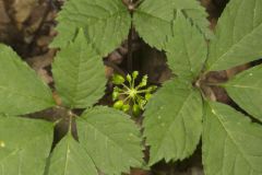 American Ginseng, Panax quinquefolius