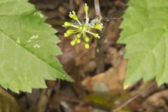 American Ginseng, Panax quinquefolius