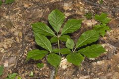 American Ginseng, Panax quinquefolius