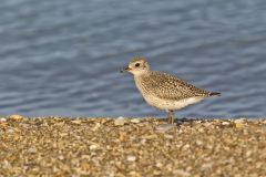 American Golden Plover, Pluvialis dominica