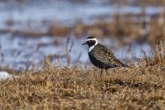 American Golden Plover, Pluvialis dominica