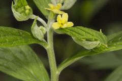 American Gromwell, Lithospermum latifolium