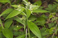 American Gromwell, Lithospermum latifolium