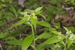 American Gromwell, Lithospermum latifolium