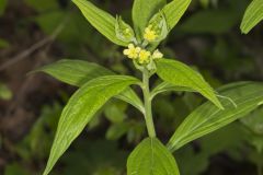 American Gromwell, Lithospermum latifolium