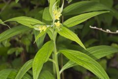 American Gromwell, Lithospermum latifolium