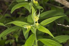 American Gromwell, Lithospermum latifolium