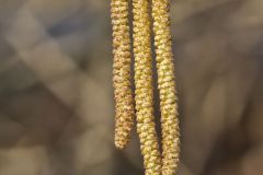 American Hazelnut, Corylus americana