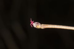 American Hazelnut, Corylus americana