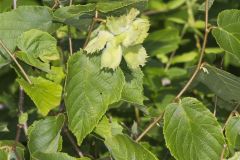 American Hazelnut, Corylus americana