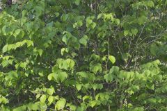 American Hazelnut, Corylus americana