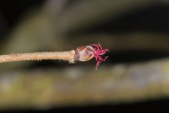 American Hazelnut, Corylus americana