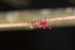 American Hazelnut, Corylus americana