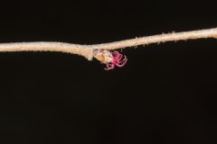 American Hazelnut, Corylus americana