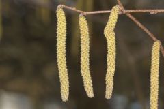 American Hazelnut, Corylus americana