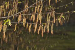 American Hornbeam, Carpinus caroliniana