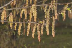 American Hornbeam, Carpinus caroliniana