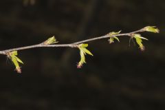 American Hornbeam, Carpinus caroliniana