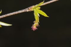 American Hornbeam, Carpinus caroliniana